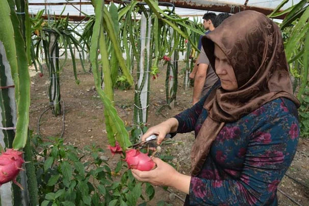 Muğlalı çiftçi ejder meyvesinin hasadına başladı