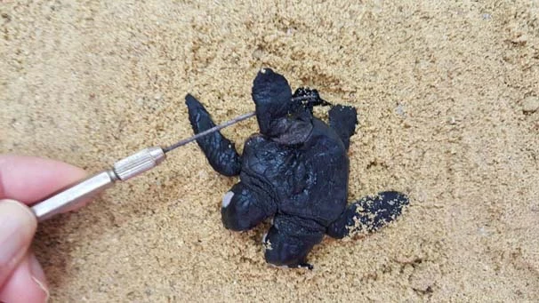 Çift başlı yavru deniz kaplumbağa görenleri şaşırttı