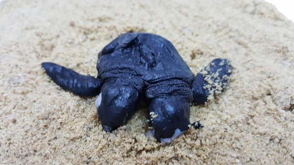 Çift başlı yavru deniz kaplumbağa görenleri şaşırttı