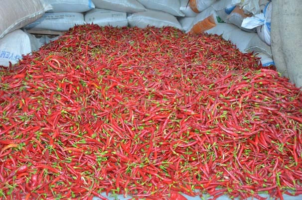 Bu köyde senede 100 ton pul biber üretiliyor