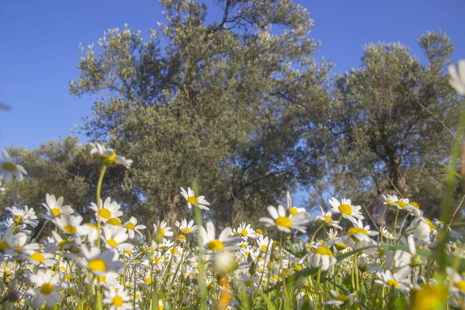 Erzincan'da kar yağışı ve sis ulaşımı olumsuz etkiledi