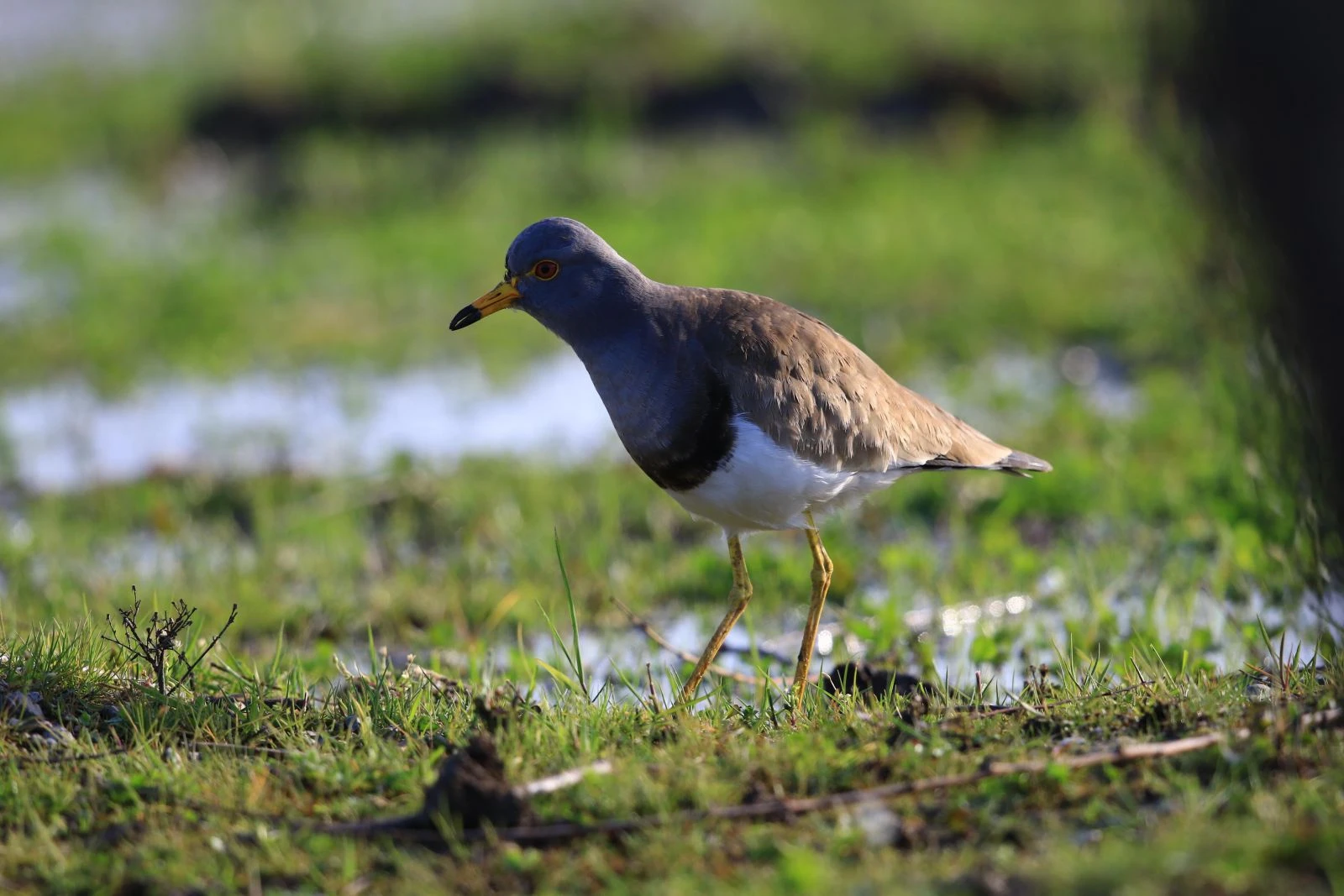 Türkiye'de yeni bir kuş türü tespit edildi