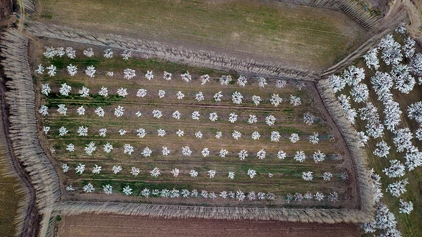 Gelinliğini giyen kayısı bahçeleri hayran bırakıyor