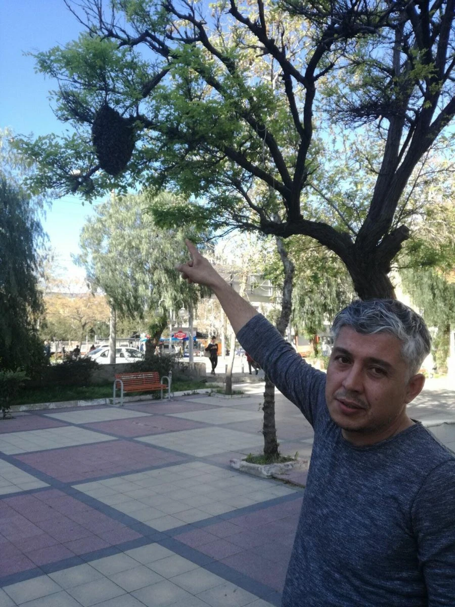 Arılar, parktaki ağaca oğul verdi