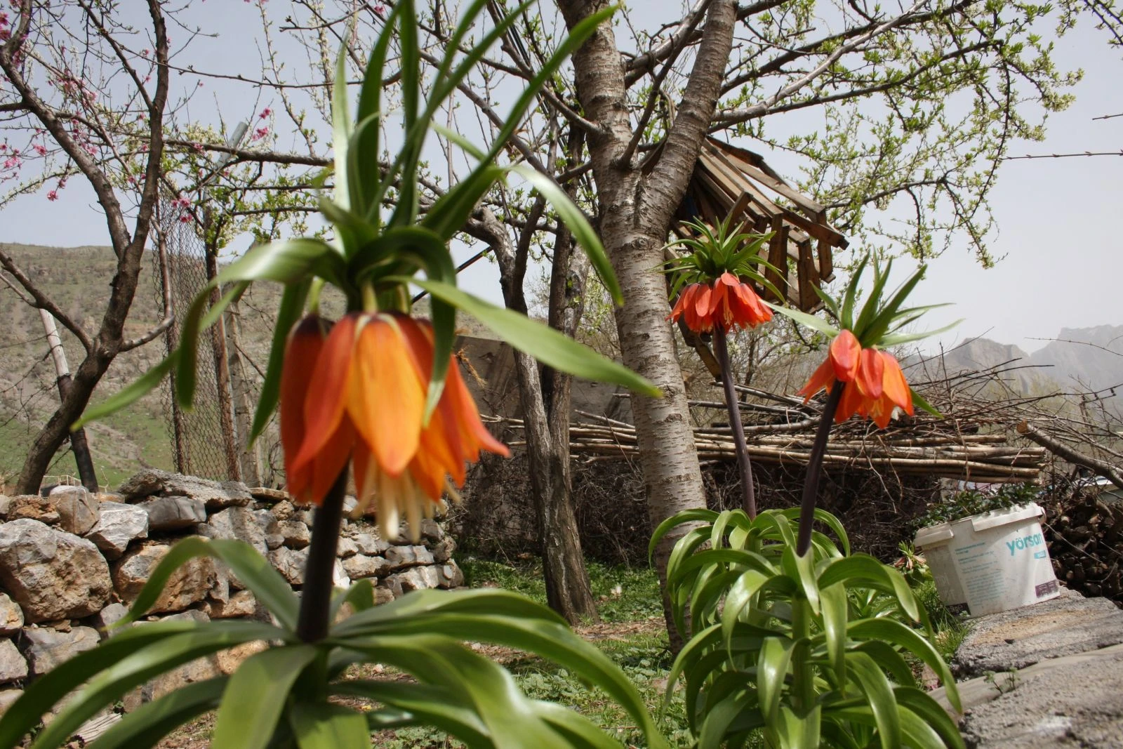 Baharın müjdecisi ters laleler çiçek açtı
