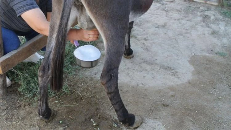 Eşek Sütünün İnanılmaz Faydaları