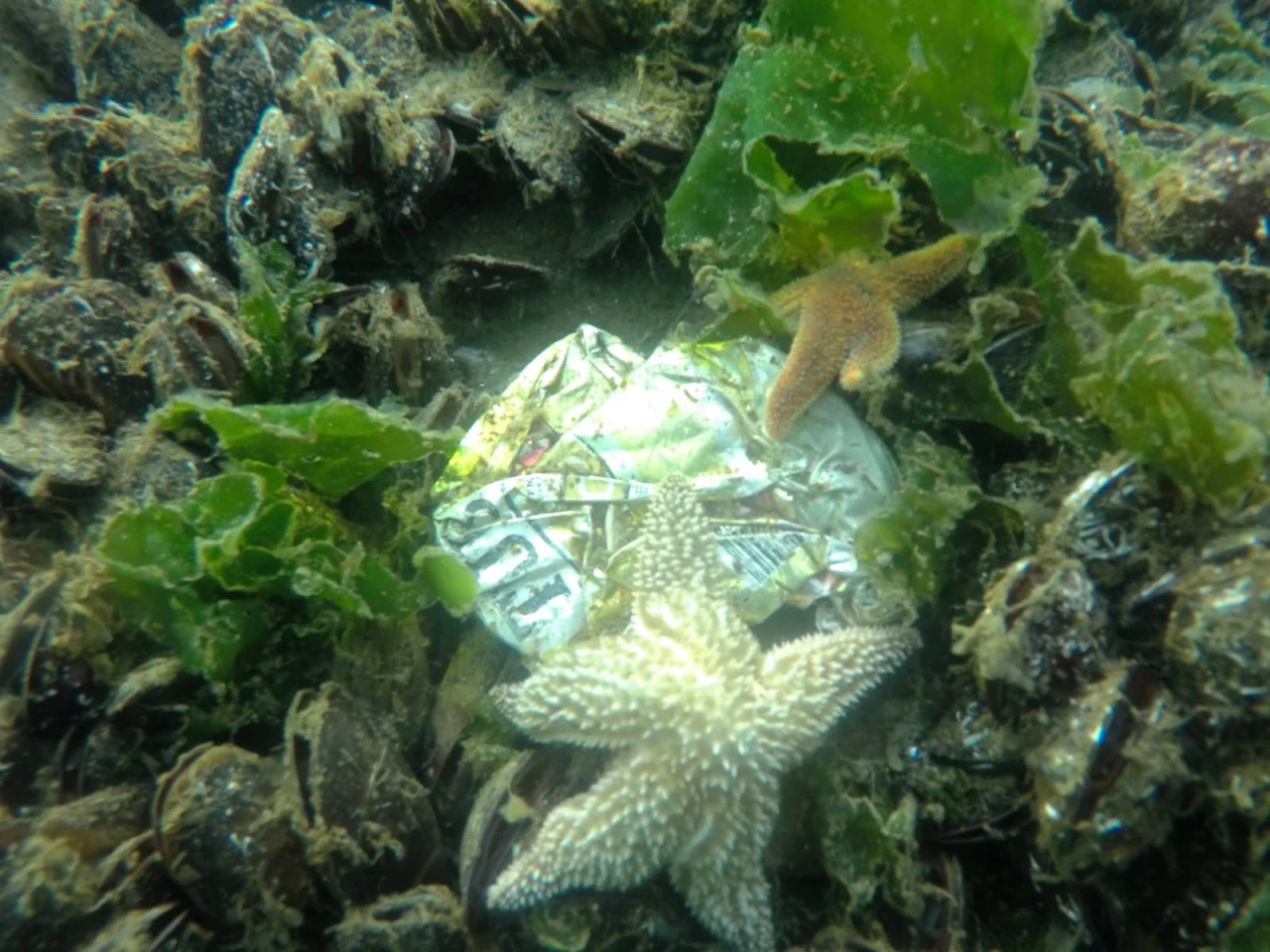 Trakya Üniversitesi öğrencilerinin çevreye duyarlı projesi takdir topladı