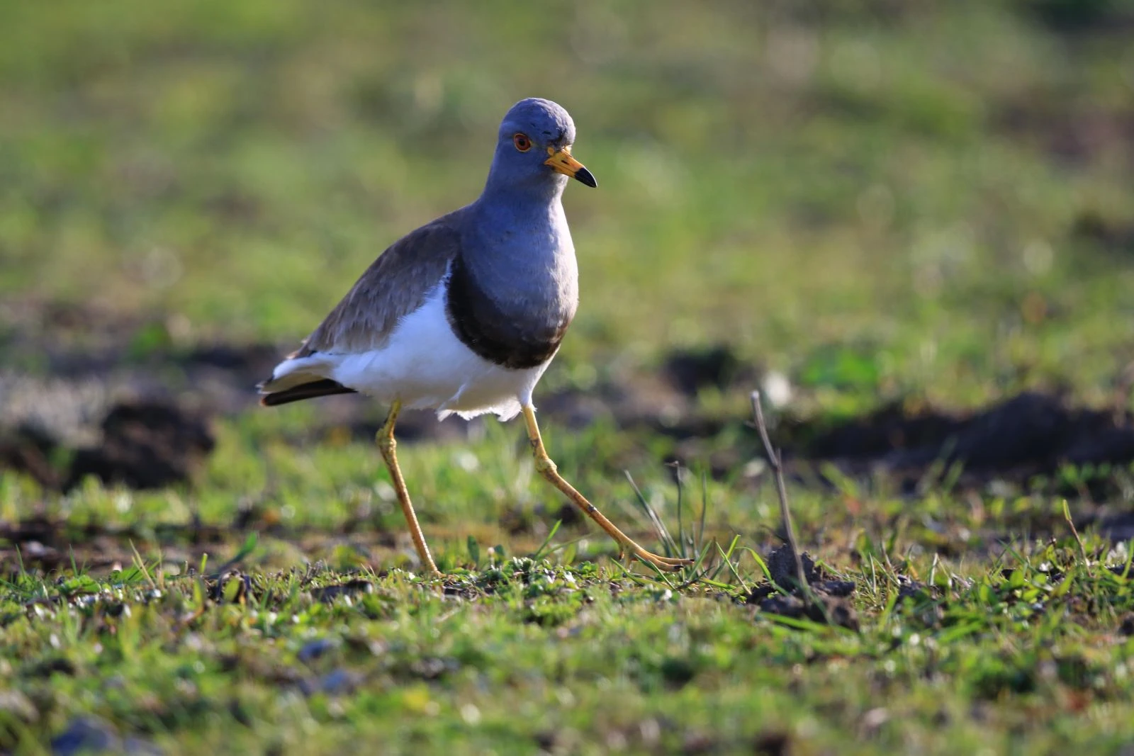 Türkiye'de yeni bir kuş türü tespit edildi