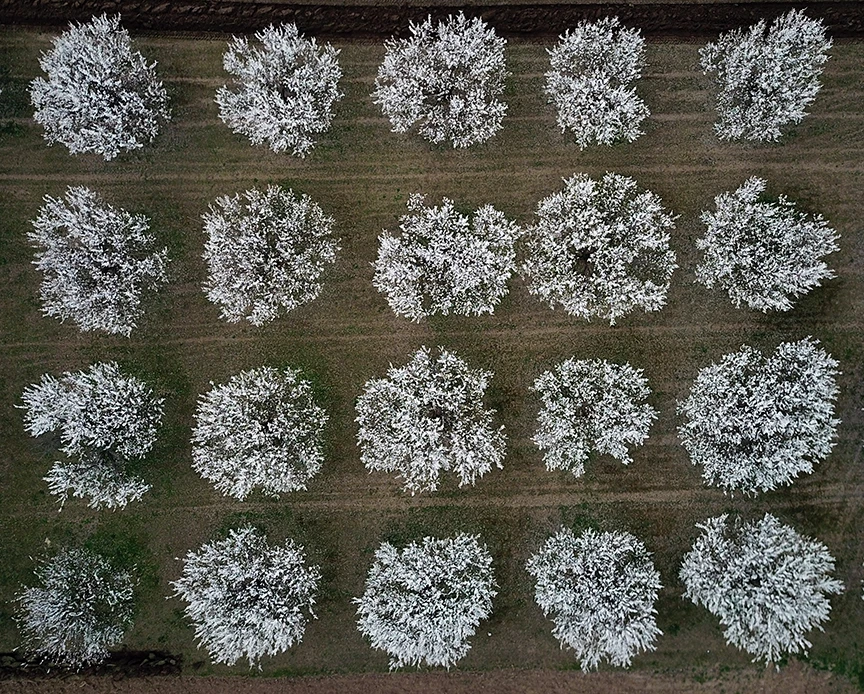 Gelinliğini giyen kayısı bahçeleri hayran bırakıyor