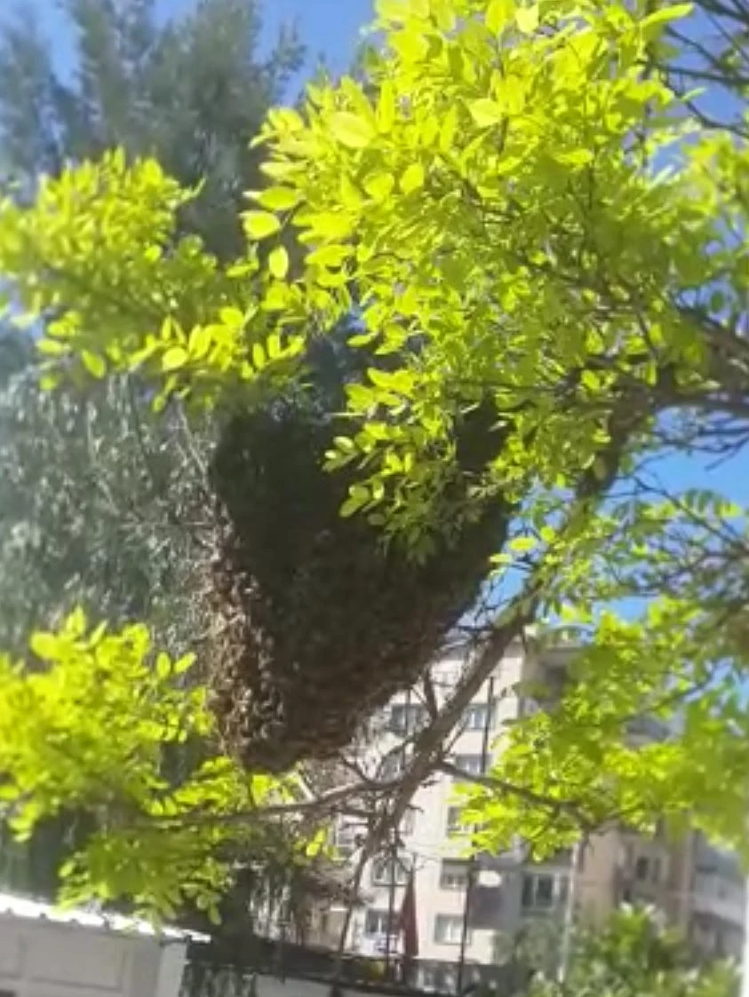 Arılar, parktaki ağaca oğul verdi