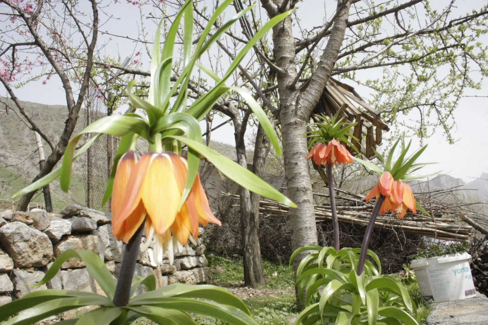 Baharın müjdecisi ters laleler çiçek açtı
