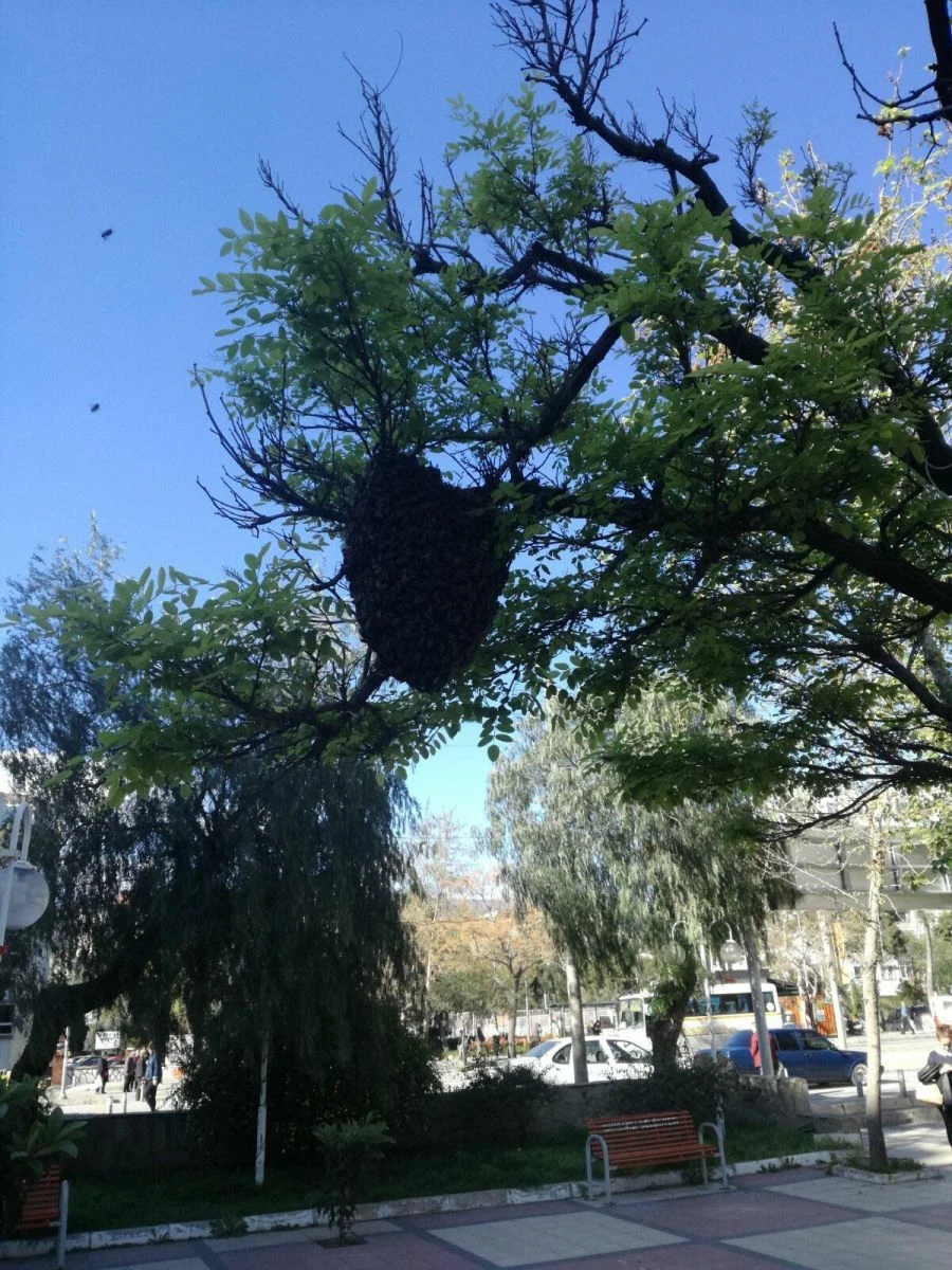 Arılar, parktaki ağaca oğul verdi