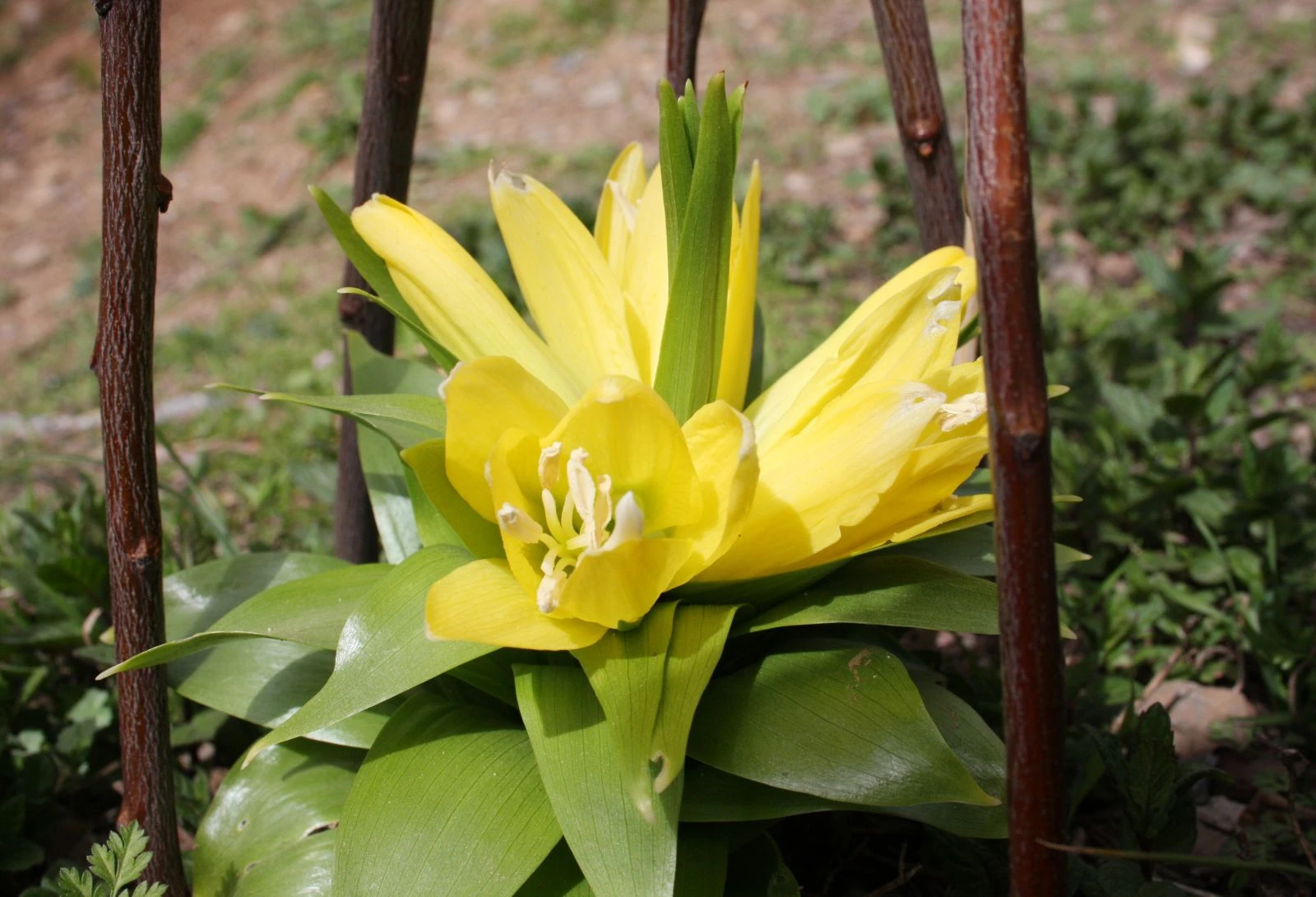 Baharın müjdecisi ters laleler çiçek açtı
