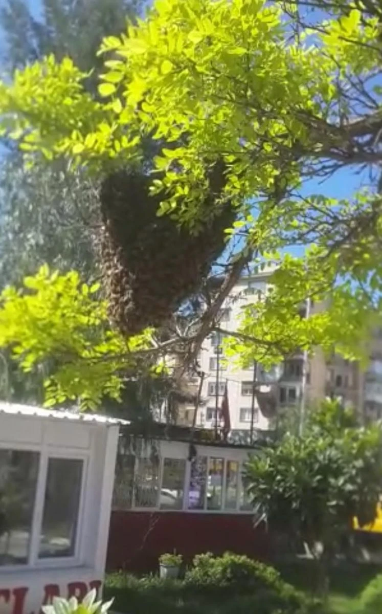 Arılar, parktaki ağaca oğul verdi