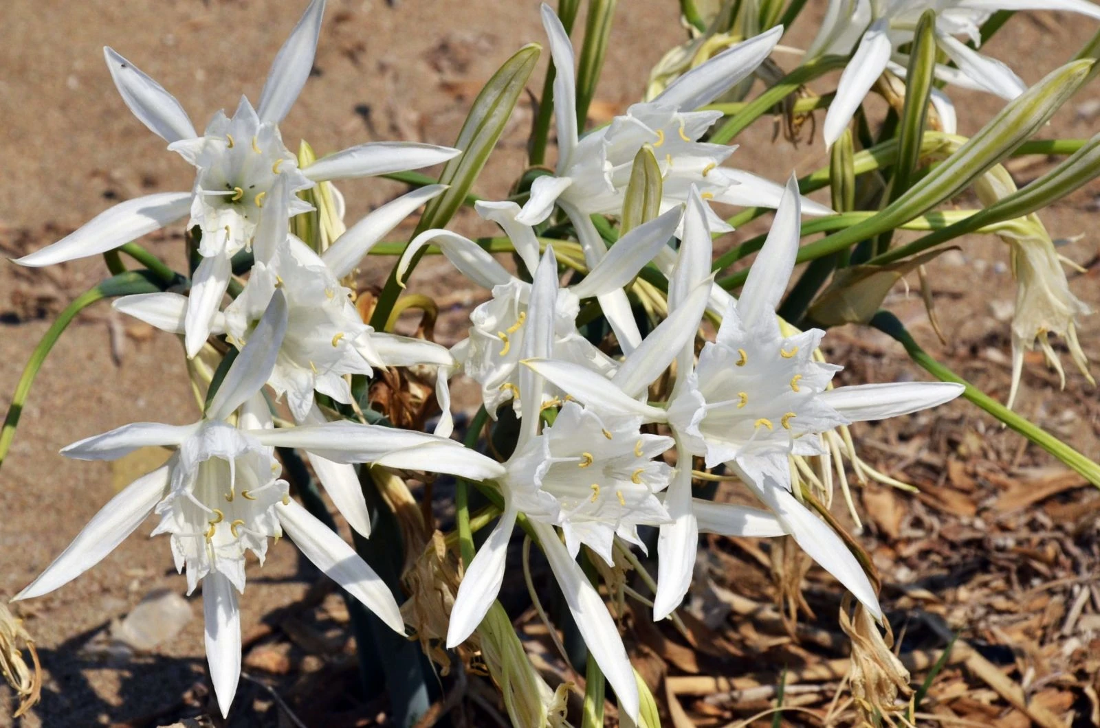 Gözleri gibi bakıyorlar! Kopartana 50 bin TL ceza