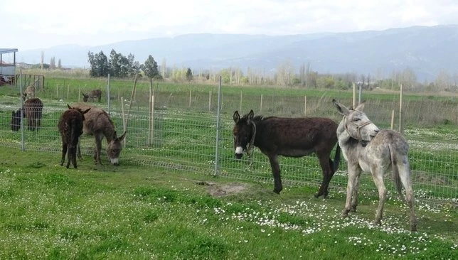 Eşek Sütünün İnanılmaz Faydaları