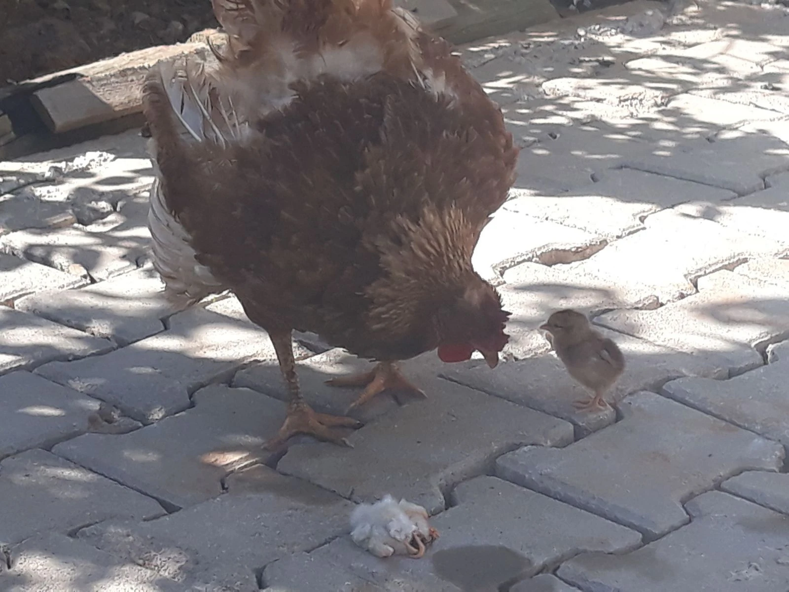 4 ayaklı civciv görenleri şaşırttı