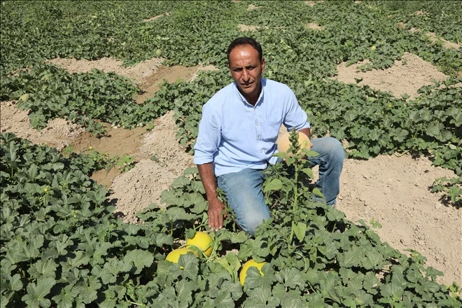 Darende'nin meşhur Irmaklı kavunu tezgâha indi
