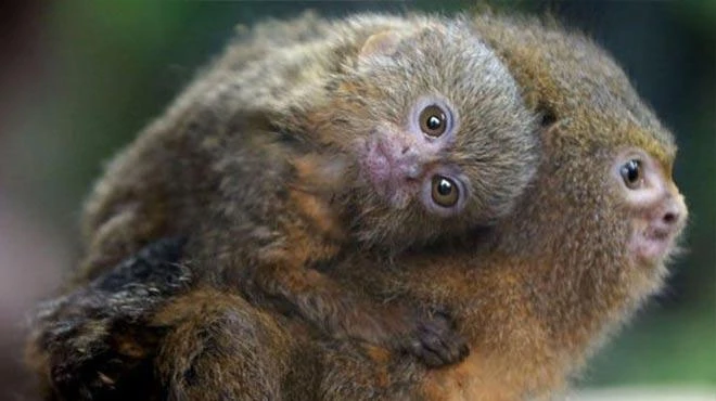 Maymuna görülmemiş eziyet: Uyuşturucu verdi, klozete atıp üstüne sifonu çekti