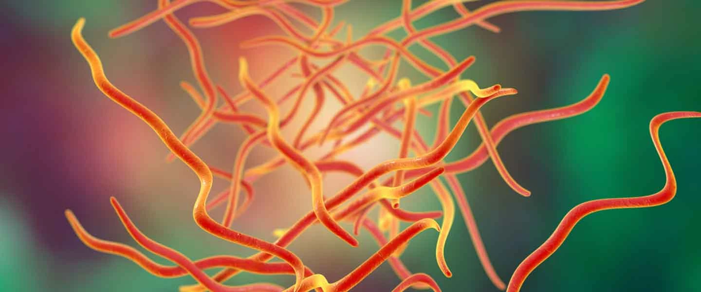 Kancalı Kurt Enfeksiyonu, Bağırsak Kurdu Nasıl Düşürülür?