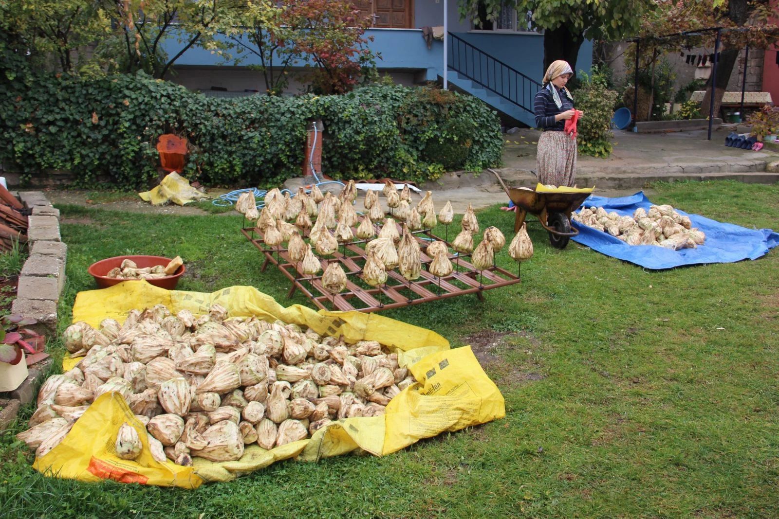 Poyralı'nın meşhur pancar pekmezinin yolculuğu