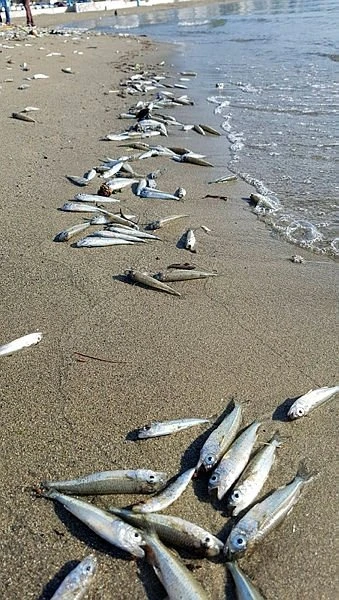 Alanya'da sahile ölü gümüş balıkları vurdu