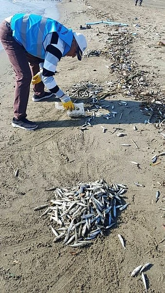 Alanya'da sahile ölü gümüş balıkları vurdu