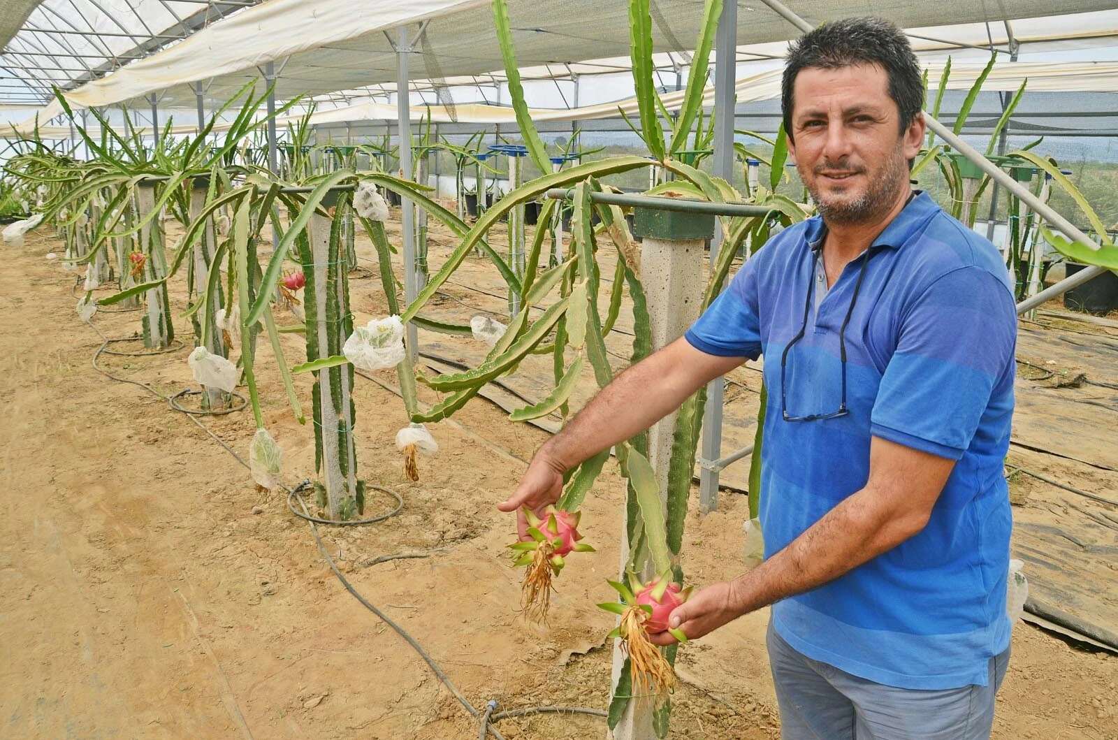 Torbalı’da üretilen ’pitaya’ yüz güldürdü