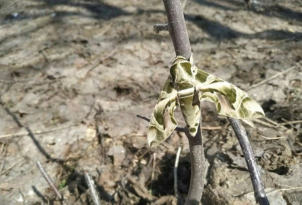 Yüksekova’da askeri kamuflaj desenli ‘Mekik Kelebeği’ bulundu