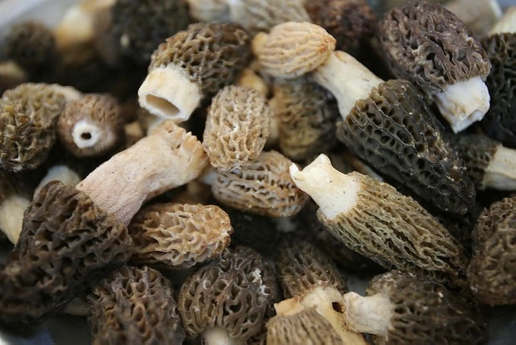 Kuzugöbeği Mantarı Faydaları Nelerdir? Kuzugöbeği Mantarı Nasıl Yetiştirilir?