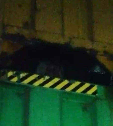 Göçmenler havasızlıktan ölmek üzereyken bulundu