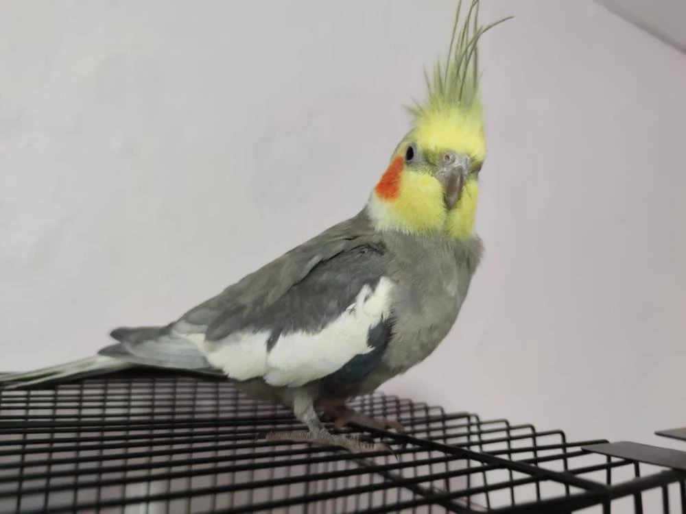 Her sabah papağan Bitik’in söylediği “Ölürüm Türkiye’m” parçasıyla kalkıyorlar