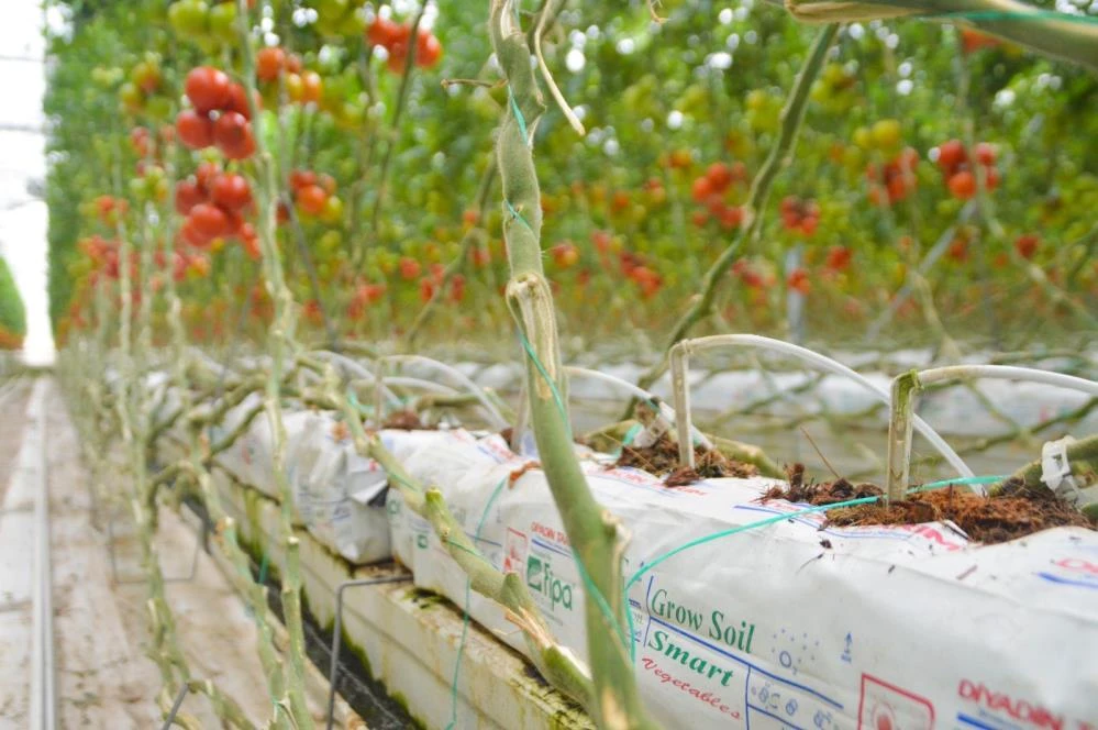 Jeotermal kaynaklı seralar kadınlara ekmek kapısı oluyor