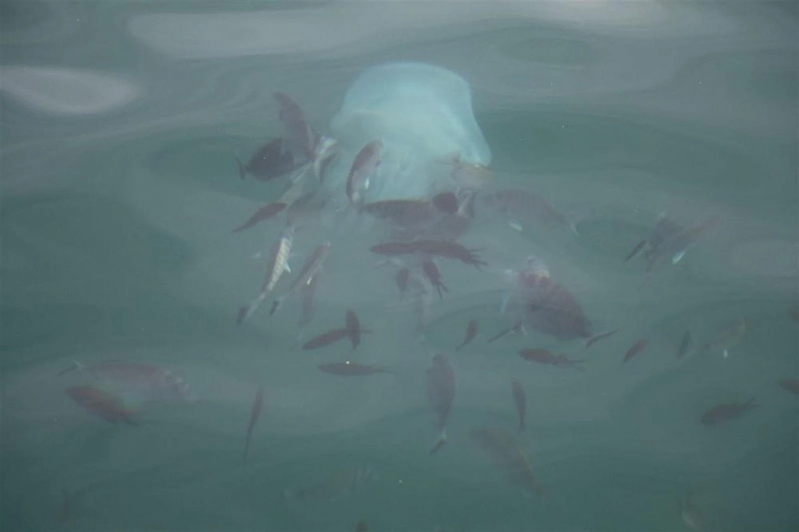 Çevre Bakanlığı deniz salyası için Japon uzmanlarla çalışacak