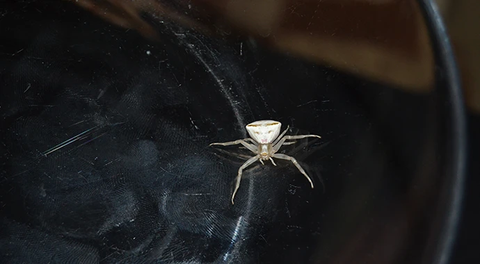 İnsan yüzlü örümceğe gözü gibi bakıyor