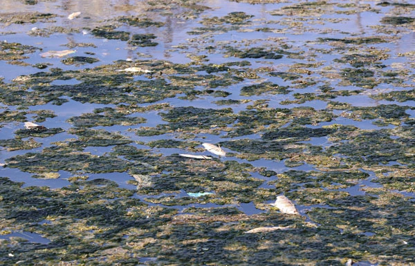 İstanbul kirleniyor! Yapılan hatalar çevre felaketini getirdi