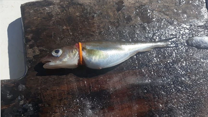 AB plastiğe savaş açtı! Yasak yürürlüğe girdi