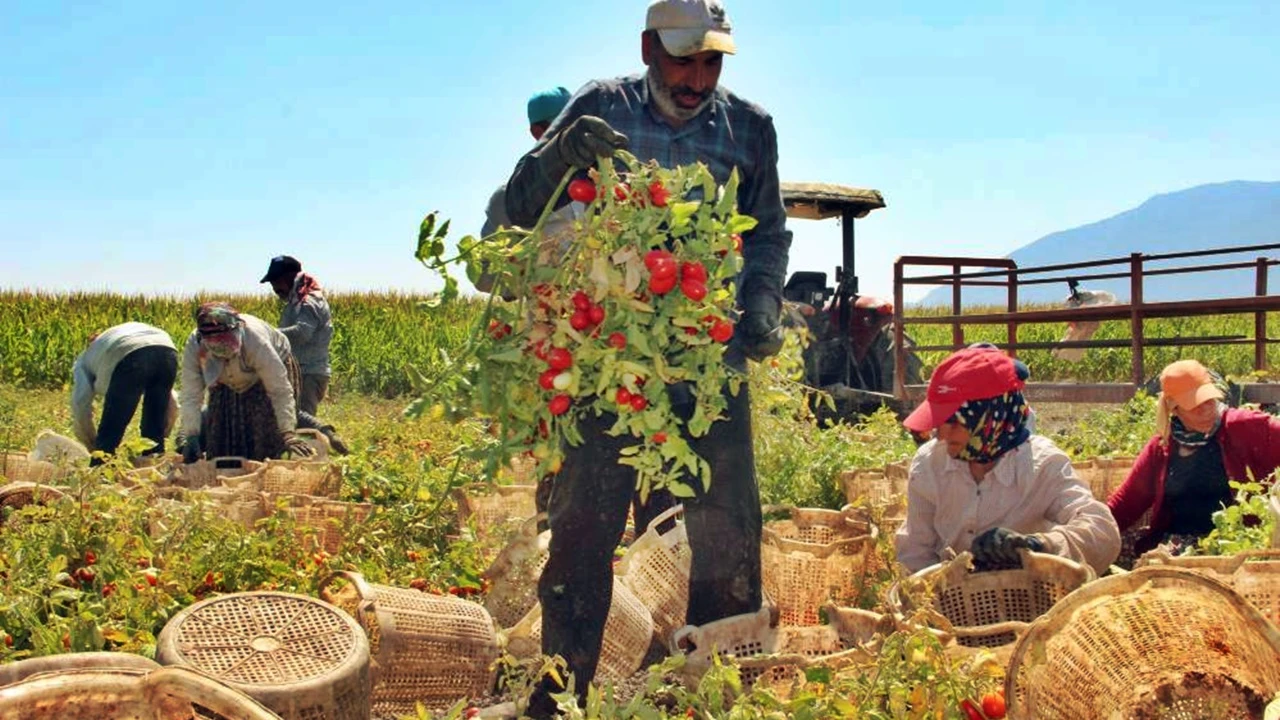 Girdi maliyeti domatesi vurdu: Fiyatlar yükselecek!