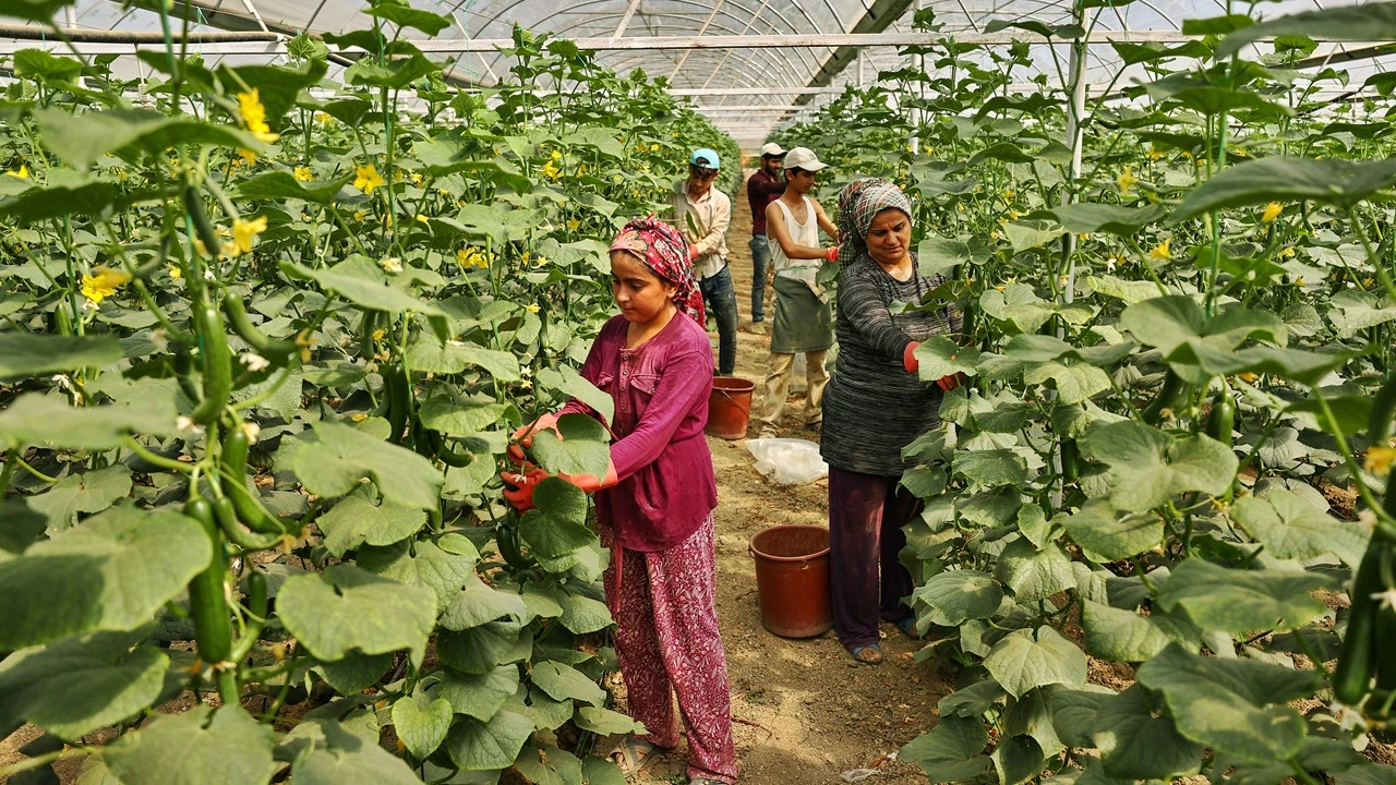 Salatalığın tarladan çıkışı 4 TL'yi geçti