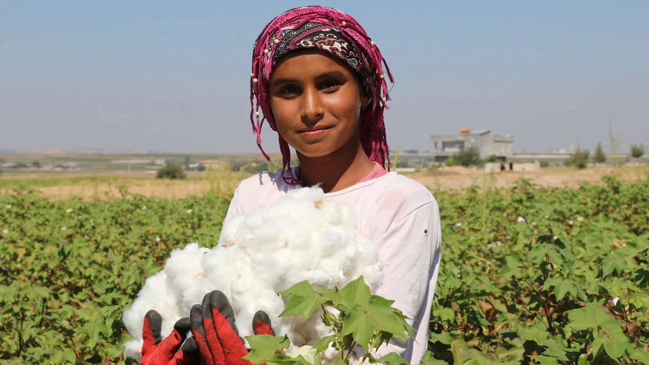 Şanlıurfa'da 'beyaz altın' hasadı başladı
