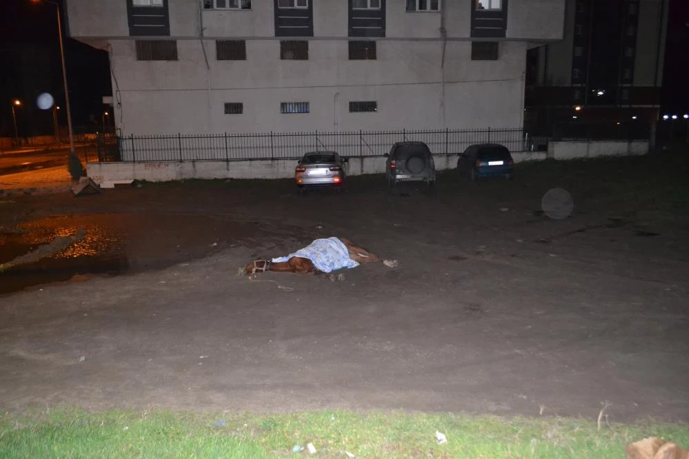 Yürek yakan görüntü: Vicdansızlar yol kenarında bir atı ölüme terk etti