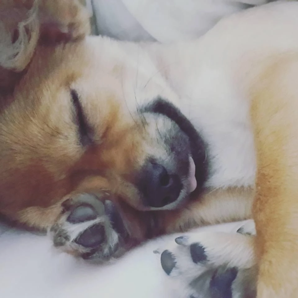 İlginç köpek hırsızlığı kamerada: Önce sevdiler sonra götürdüler