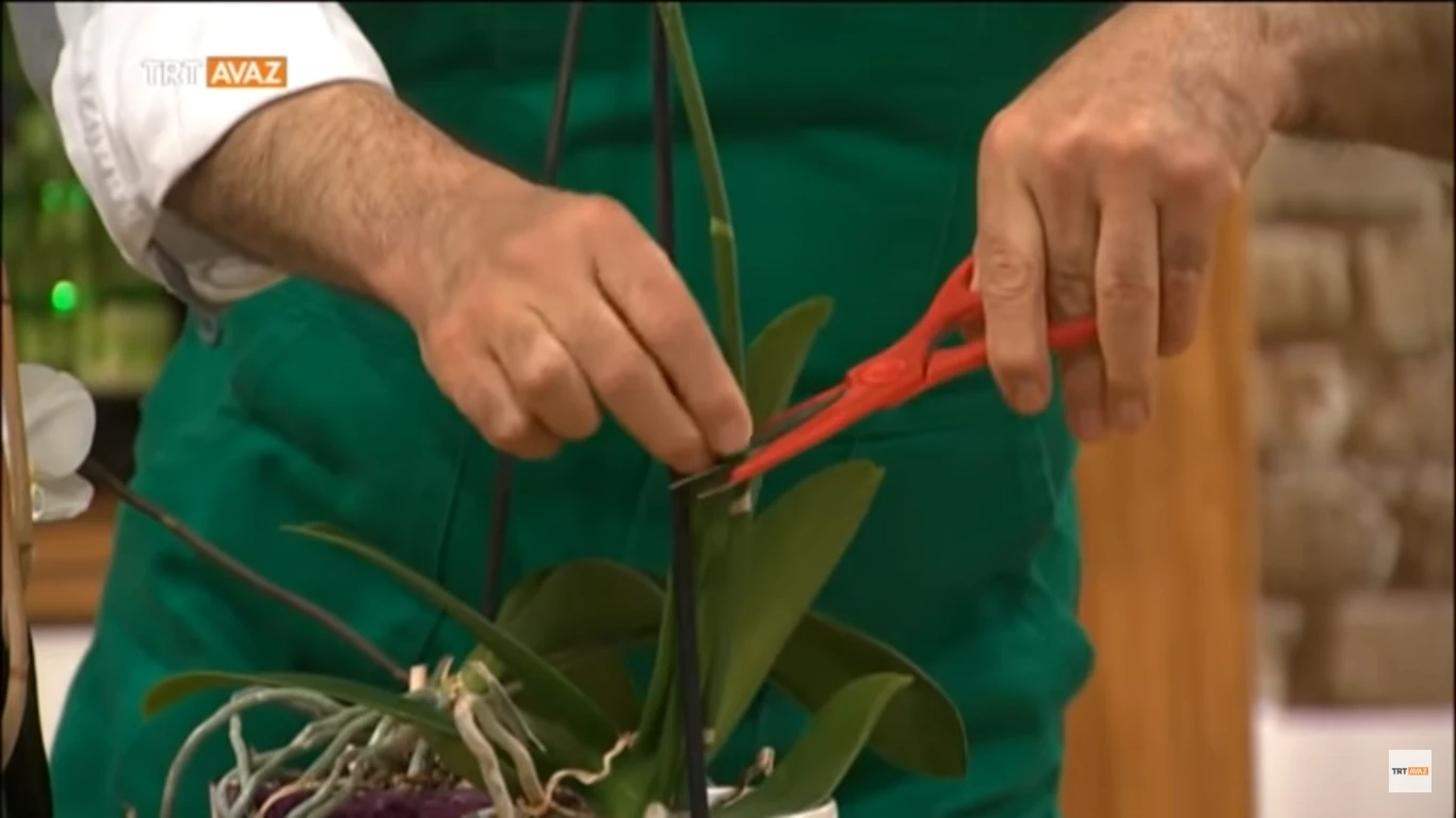 Orkide nasıl bakılır sulanır, Evde orkide bakmanın püf noktaları