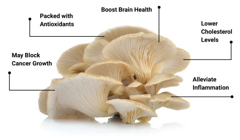 İstiridye mantarı tarifi, İstiridye mantarı faydaları, İstiridye mantarı zehirler mi