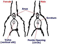 Kedinin cinsiyeti nasıl anlaşılır, Yavru kedinin cinsiyete nasıl bakılır?