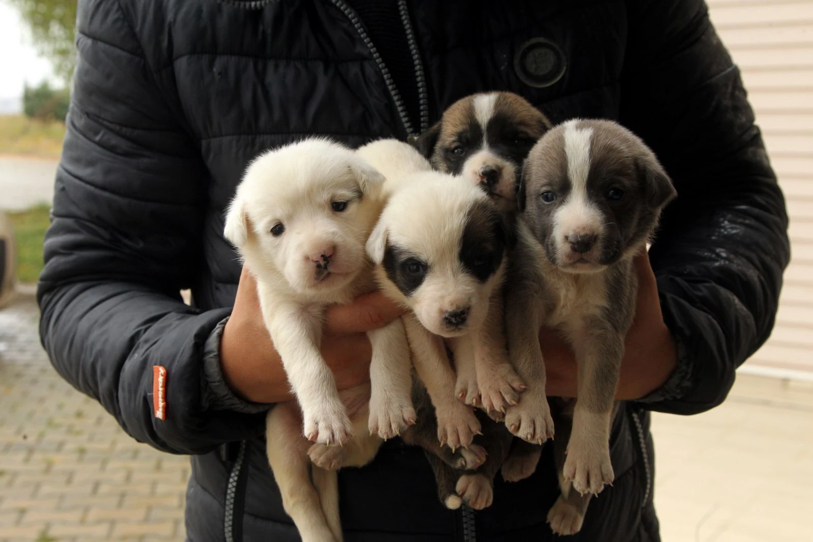 "Garip"in yavruları öksüz kaldı