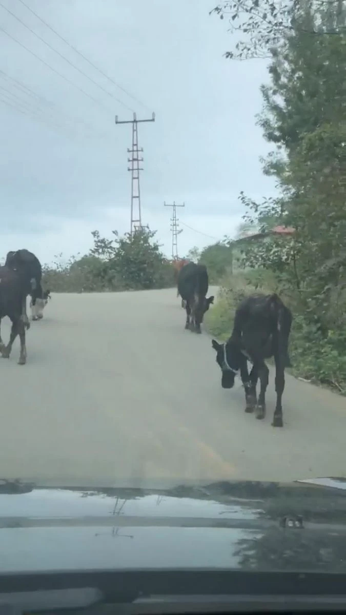 Giresun'da büyükbaş hayvanlara işkence iddiası!