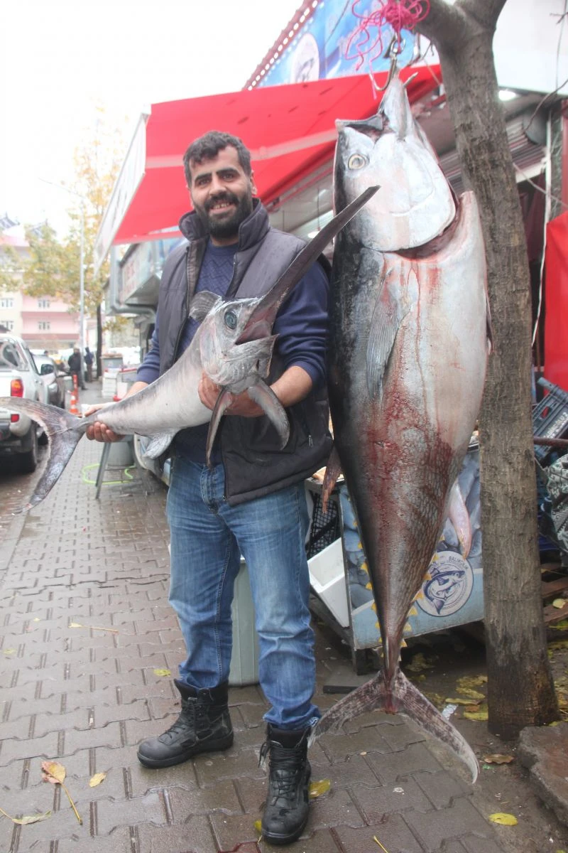 2 metrelik orkinos ve kılıç balığını görenler fotoğraf çektiriyor