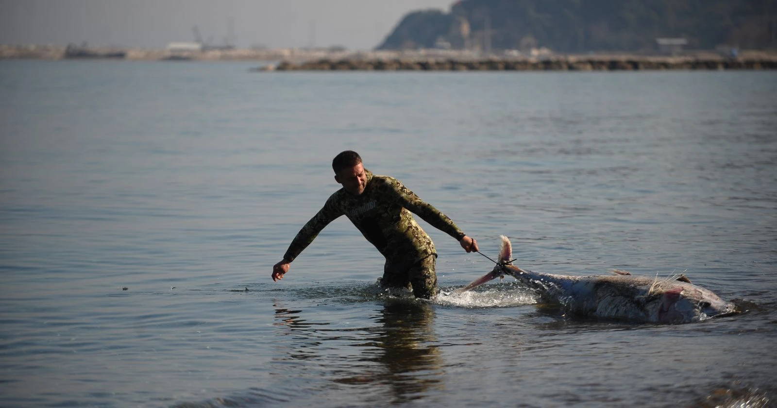Yarım tonluk ölü orkinoslar karaya vurdu