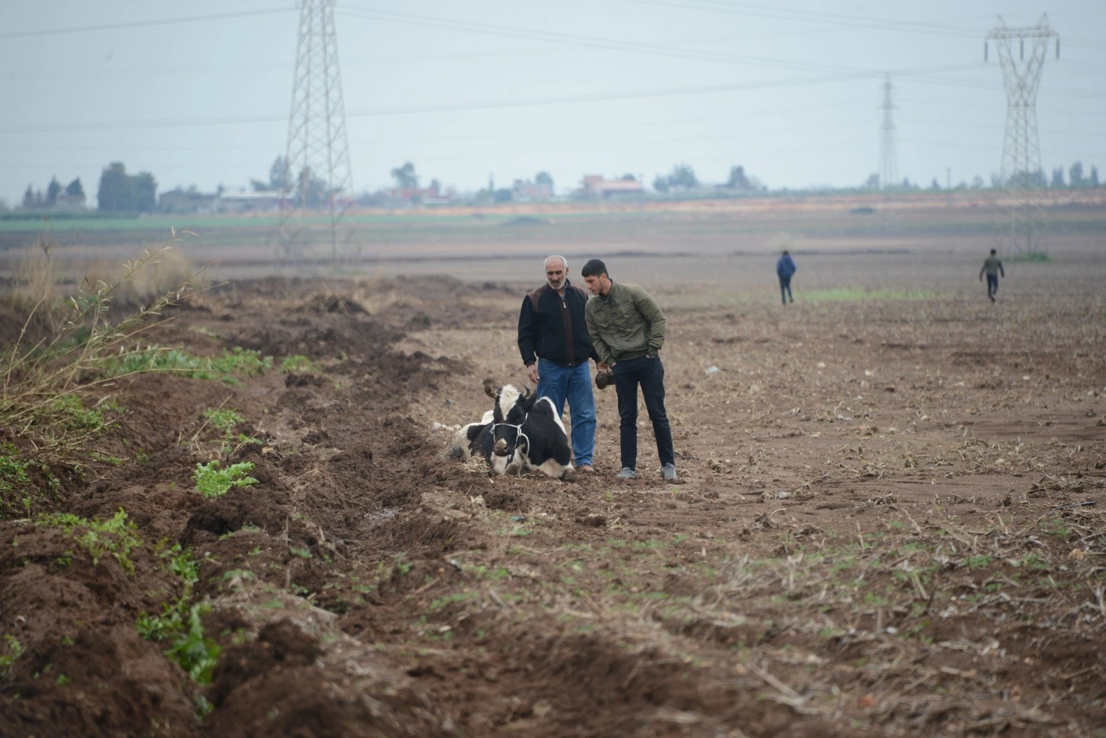 Çaldıkları inekleri götüremeyince bıçakladılar